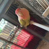 طوطی برزیلی ماده و یک جوجه