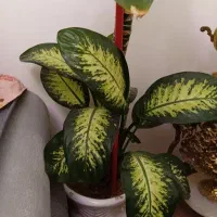 گل طبیعی دیفن باخیا|گل و گیاه طبیعی|خسروشاه, |دیوار