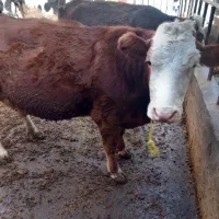 گاو|حیوانات مزرعه|سراجو, |دیوار