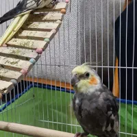 دو عروس هلندی نر
