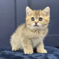 بچه گربه های دلربا مجموعه اصلی|گربه|بندرعباس, |دیوار