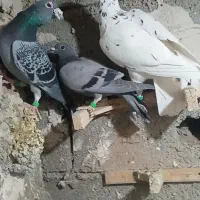 پرنده