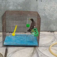 مرغ مینا