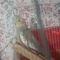 عروس هلندی فروشی