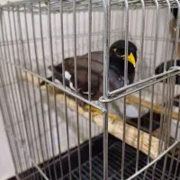 مرغ مینا|پرنده|اهواز, آسیاباد|دیوار