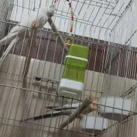 عروس هلندی|پرنده|الوند, |دیوار