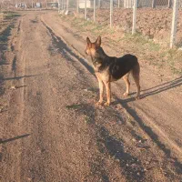 واگذاری سگ ژرمن