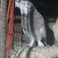 کبوتر کاکلی پرشی