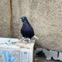 کفتر دم سفید