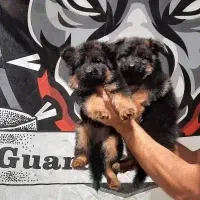 ژرمن شپرد شولاین کانادایی/کن ماستیف گارد بین الملل