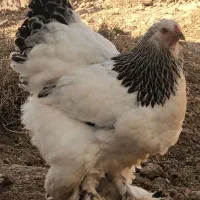 برهما لایت|حیوانات مزرعه|صوفیان, |دیوار