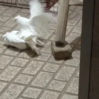 کفتر اراکی قزوینی جفت مولد کاکلی میخ سفید