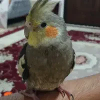 عروس هلندی گم شده