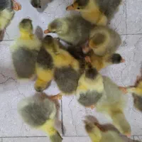 فروش جوجه غاز محای