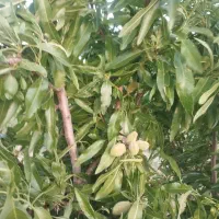 زمین-کشاورزی1800متر