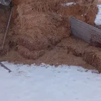 کاه وعلف|لوازم جانبی حیوانات|پلدشت, |دیوار