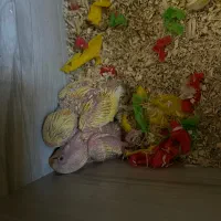 طوطی کوتوله سرلاکی صورت هلویی