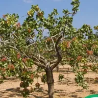 کارگر برای کارباغ پسته