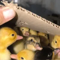 جوجه اردک پکنی تخمگذار و گوشتی|حیوانات مزرعه|مشهد, ارشاد|دیوار