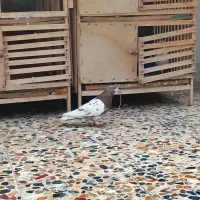 پرنده|پرنده|مسجد سلیمان, |دیوار