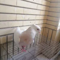 طوقی ماده|پرنده|مشهد, امیریه|دیوار