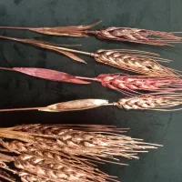 گندم برنجی|گل مصنوعی|لاهیجان, فیاض|دیوار