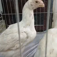 مرغ لاری هندی ۳نیم ماهه