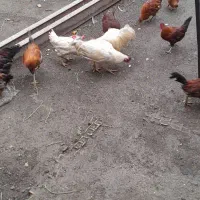 تعدادی  خروس نژاد  مختلف،لاری،دوراژ،چینی،محلی