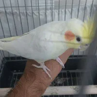 عروس هلندی لوتینو نر|پرنده|تهران, زرکش|دیوار