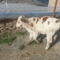 دوعدد‌گوساله‌نر‌وماد‌سیمینتال