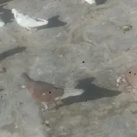 کبوتر مرگور