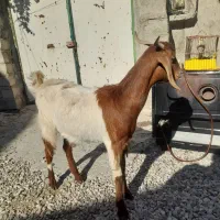 بز ماده ابستن