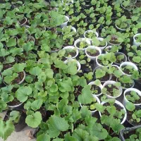 فروش انواع سینره و آپارتمانی