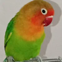 طوطی برزیلی جفت