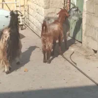 بز جوان بگون سه تا قیمت ۲۷میلیون|حیوانات مزرعه|مسجد سلیمان, |دیوار