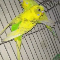 قناری خوش آواز