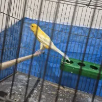 قناری نر مست توضیحات را بخونید