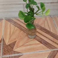 گل  دونه ای ۳۰ تا ۵۰