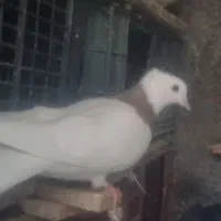 ساده ،طوقی|پرنده|تربت جام, شاد|دیوار