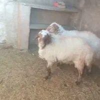 دوعدد قوچ کله بور