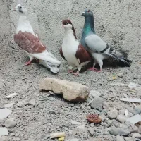 کفتر آلمانی