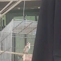 سهره نر شلاقی قرص بخون جفتی جوجه قفس