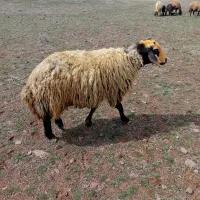 قوچ 4دندان