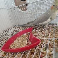 عروس هلندی نر و ماده