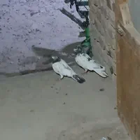 یک جفت کبوتر