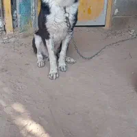 سگ گله ای|سگ|سعدآباد, |دیوار