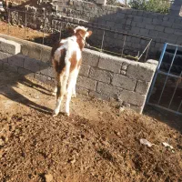 گوساله سیمیتال نر۵ماه|حیوانات مزرعه|بکتاش, |دیوار