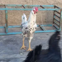 خروس گلین ریشو