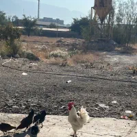 خروس محلی در فیروزاباد