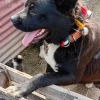 واگذاری  سگ سرابی